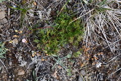 Chamaerhodos grandiflora