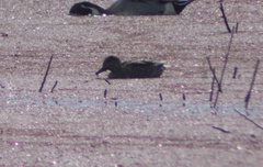 Anas crecca carolinensis