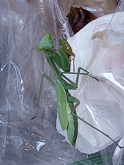 Mantodea