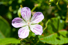 Geranium hayatanum