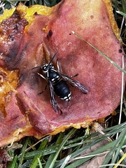 Dolichovespula maculata