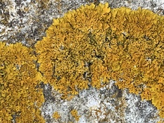 Xanthoria