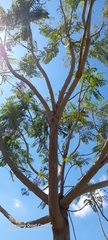 Jacaranda