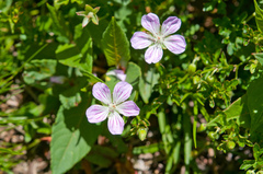 Geranium hayatanum