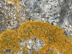 Xanthoria
