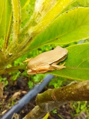 Boana pulchella