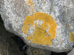 Xanthoria