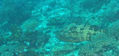 Epinephelus polyphekadion