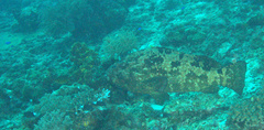 Epinephelus polyphekadion