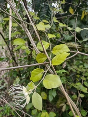 Capparis
