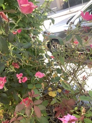 Stagmomantis carolina