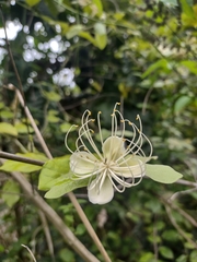 Capparis