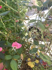 Stagmomantis carolina