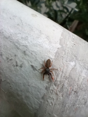 Salticidae