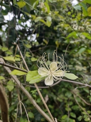 Capparis
