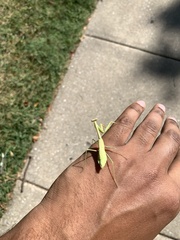 Stagmomantis carolina