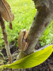 Boana pulchella