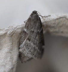 Alsophila pometaria