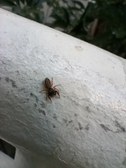 Salticidae