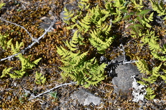 Gymnocarpium jessoense