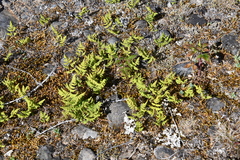 Gymnocarpium jessoense