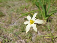 Moraea bulbillifera