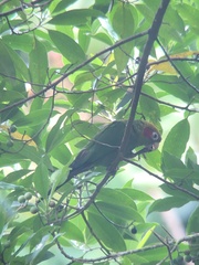 Pyrrhura hoffmanni