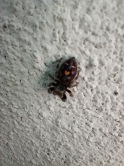 Phidippus audax