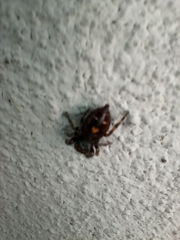 Phidippus audax