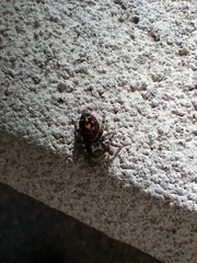 Phidippus audax
