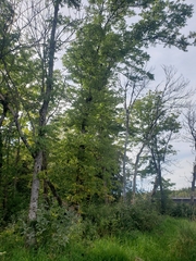 Fraxinus nigra