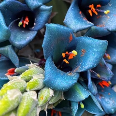 Puya alpestris