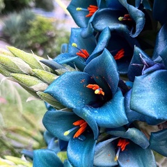 Puya alpestris