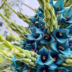 Puya alpestris