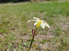 Moraea bulbillifera