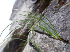 Gagea serotina