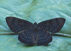Emesis fastidiosa