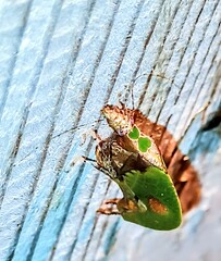 Pycnopalpa bicordata