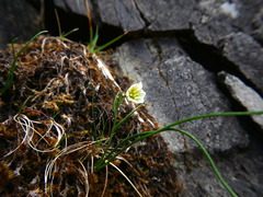 Gagea serotina