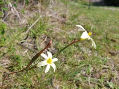 Moraea bulbillifera