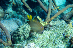 Montastraea cavernosa