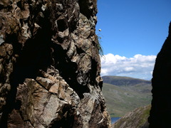 Gagea serotina