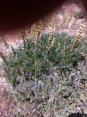 Lupinus peirsonii
