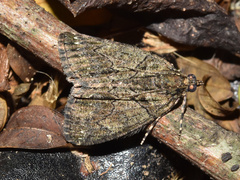 Xylopteryx arcuata