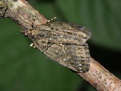 Xylopteryx arcuata