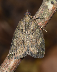 Xylopteryx arcuata