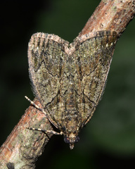 Xylopteryx arcuata