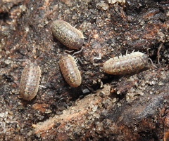 Armadillidium versicolor