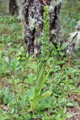 Platanthera volcanica