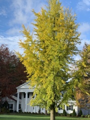 Ginkgo